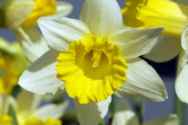 Narcissus 'Topolino', Daffodil 'Topolino', Trumpet Daffodil 'Topolino', Trumpet Daffodil, Spring Bulbs, Spring Flowers, Narcisse Topolino, Trumpet narcissus, Mid-season Daffodil, Mid Spring Daffodil, Mid Spring Narcissus